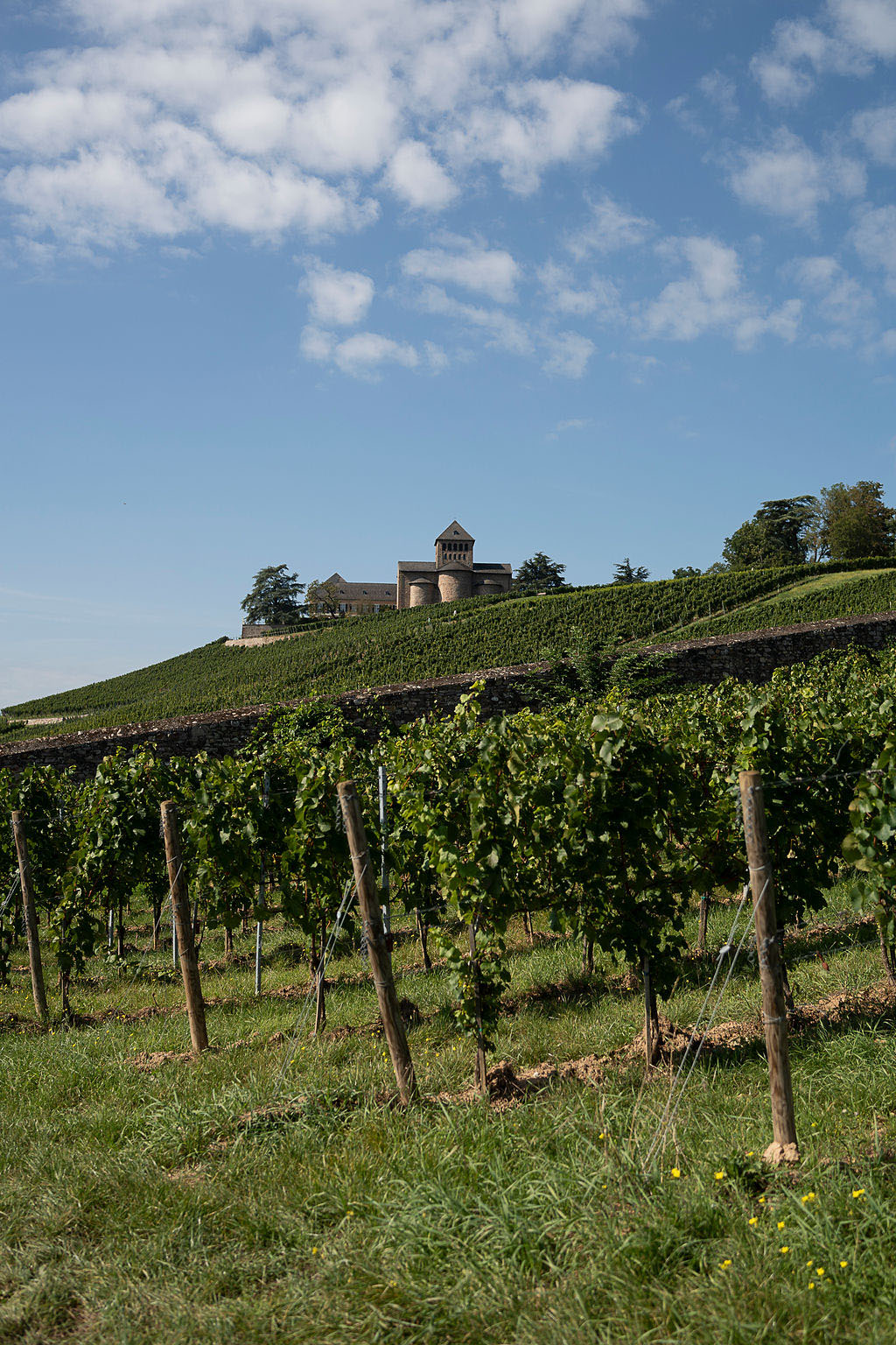 Rebstockpacht Winkeler Riesling 5 Jahre